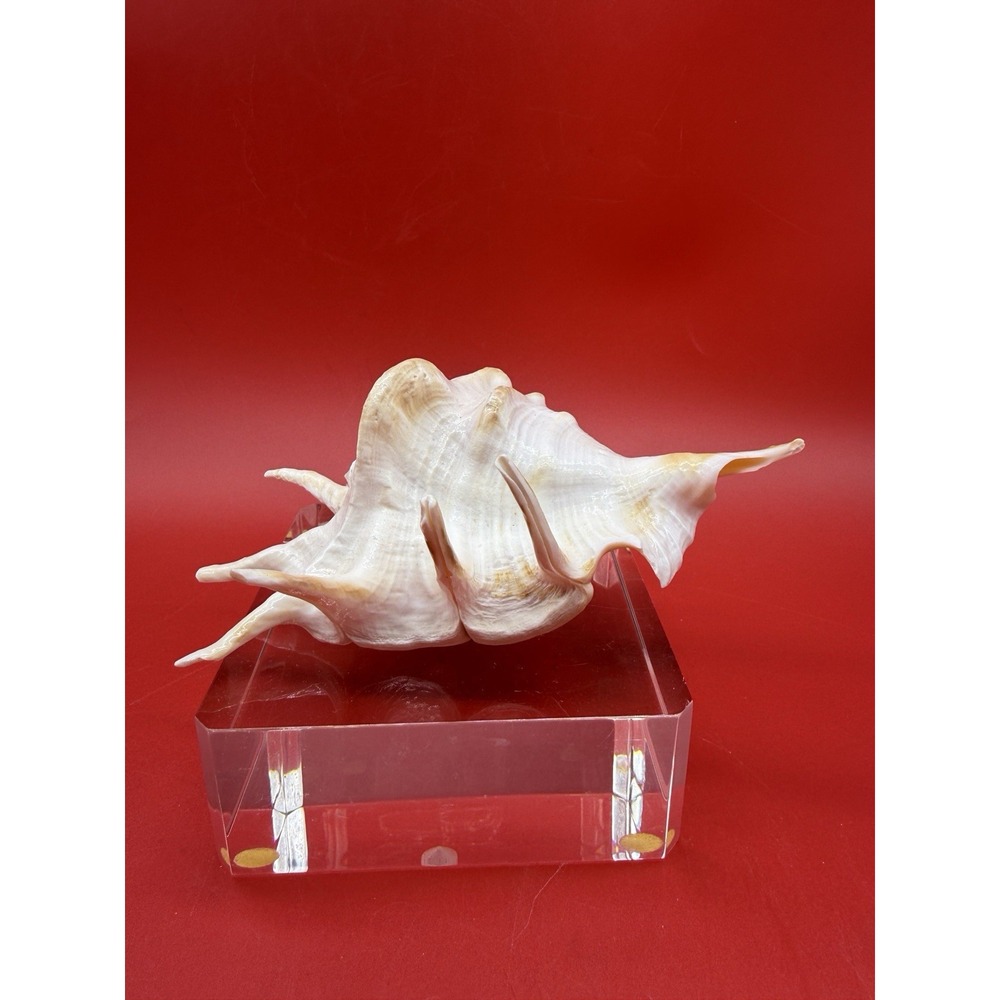 Vintage Lambis Scorpion Spider Conch Shell 6 3/8"x 4.75"